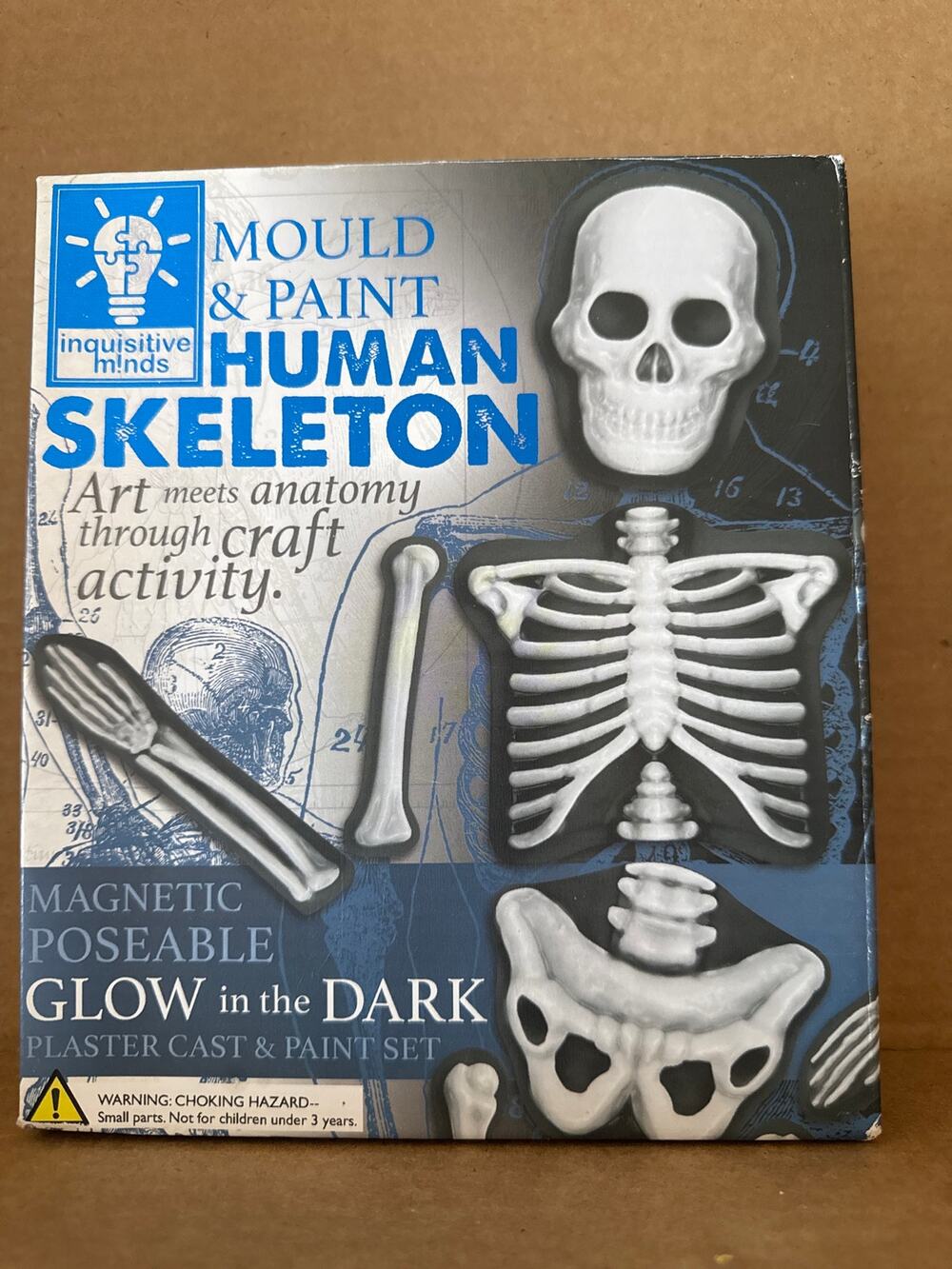 New Human Skeleton plaster cast and paint set magnetic poseable homeschool craft